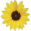 [Sunflower logo of the Kansas Heritage
Group]